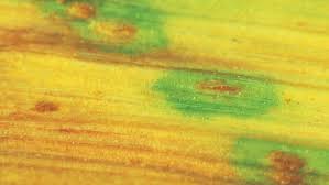 Image result for rez rzivost ostru%u017Einy