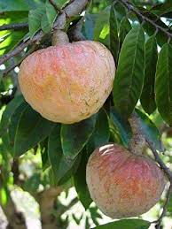 Pin On Fruits Et Legumes