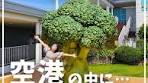 神戸空港のミニチュアムuseumとブロッコリー