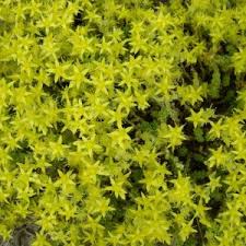 We did not find results for: Sedum Yellow Queen Plant Care And Cultivation Sedum Yellow Queen Varieties Species And Types The Plant Encyclopedia
