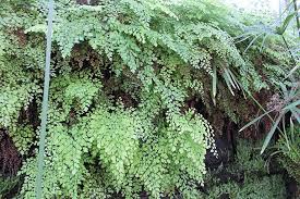 Image result for Adiantum