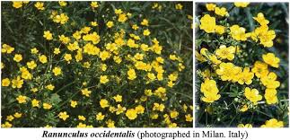 Image result for Eriocoelum microspermum