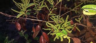 Image result for Antidesma venosum