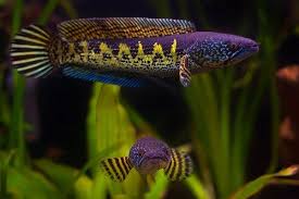 Marine And Tropical Fish And Koi In Ireland Aquatic Village Fish Tank Terrarium Aquarium Fish Snakehead Fish