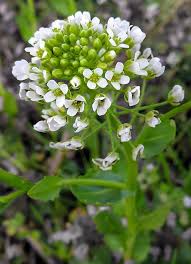 Image result for Oreophyton falcatum