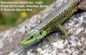 Image result for Elatostema monticola
