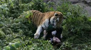 Sarana untuk mendapatkan kesaktian dan kekuasaan. Ngeri Detik Detik Penjaga Kebun Binatang Diterkam Harimau Saat Memberi Makan Di Depan Wisatawan Tribun Jateng