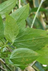 Coleosporium Clematidis クレマチスさび病菌