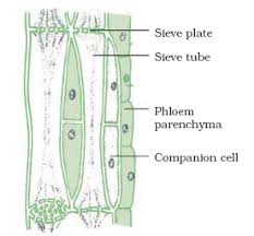 With the help of diagram show the difference between striated muscle fibre, smooth muscle fibre and cardiac muscle fibre. Tissues Biology Cbse Class 9 Ekshiksha