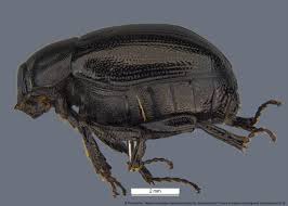 Image result for Empogona sp. A