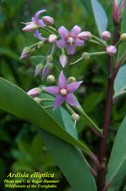 Image result for Ardisia staudtii