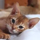 Abyssinians/Somali – Specialty Purebred Cat Rescue