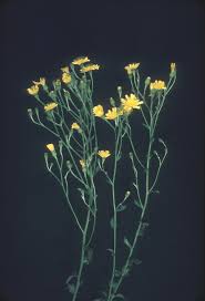 Image result for Crepis