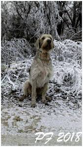 Image result for slovenský ohař hrubosrstý