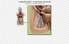 Nach der menschlichen anatomie ist das. Schulter Homo Sapiens Bauch Bauchnerv Anatomie Physiologie Ii Abdomen Anatomie Png Pngegg