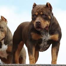 All Black American Bully Xl World Renowned As The 1 Xl American Bully Kennel Mvp Kennels Mvp Kennels American Bully Scary Dogs Bully Pitbull
