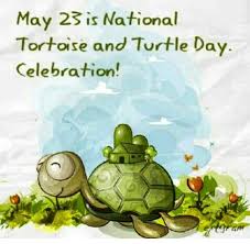 70c9551eed170276c6d52085b0de3e79 Jpg 720 706 Pixels Avec Images Bebe Tortue Tortue Dessin Photo Tortue