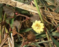 Image result for Merremia emarginata