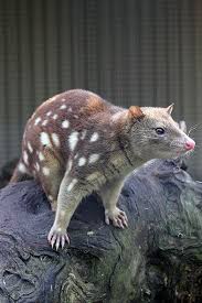 Natural Beauty Great Day Trips From Melbourne Quoll Weird Animals Australian Animals