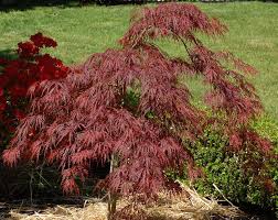 Crimson Queen Japanese Maple Care And Growing Guide