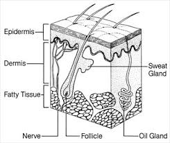 Download human skin images and photos. A Labeled Diagram Of The Skin Trusted Schematic Diagrams