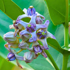 Image result for Calotropis gigantea