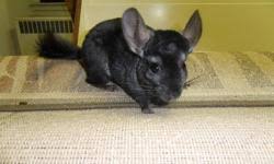 As for imported ones, the average total cost of owning one is about 45k. Chinchillas Animals For Sale In British Columbia Local Market Pets