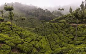 Either You Run The Day Or The Day Runs You Wallpaper Either You Run The Day Or The Day Runs You Munnar Earth Photography Tourist Places
