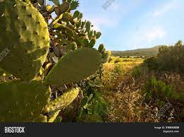 Prickly pear cactus represent about a dozen species of the opuntia genus (family cactaceae) in the north american deserts. Prickly Pear Cactus Image Photo Free Trial Bigstock