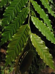 Image result for Cariniana