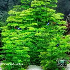 Image result for Rennera limnophila