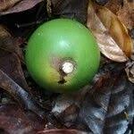 Image result for Panda oleosa