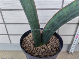 Image result for Sansevieria sinus-simiorum