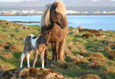 Résultat de recherche d'images pour 'chevaux islandais'