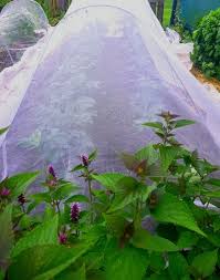 Use plants to your advantage by planting varieties that attract beneficial insects (aphid predators) or those that naturally repel aphids. Natural Ways With Pests Edible Backyard