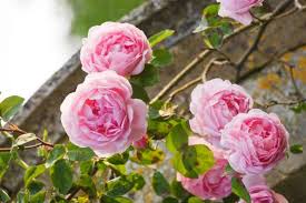 Image result for Rosa sp.