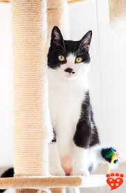 My cat's are pretty big so the scratchers they sell at the pet store are usually too small for them. What Kind Of Scratching Post Do Cats Prefer