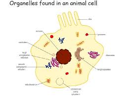 Some of these structures are also present in its counterpart: Organelles Found In An Animal Cell Organelles Found