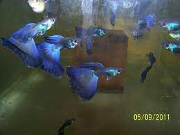 Luke S Guppy Pics Prices Guppy Guppy Fish Fish Pet