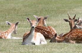 Richmond park national nature reserve presented by sir david attenborough. How The Cyclists Ruined Richmond Park Idler