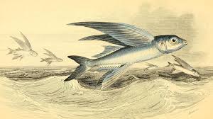 Image result for Trichoneura grandiglumis