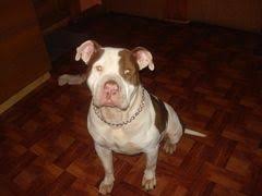 Finest pitbulls made offers some the highest quality pitbull puppies in the world. Pin On Animals