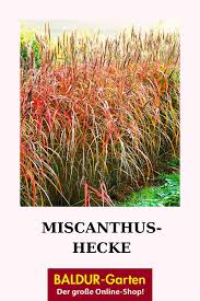 Pin Auf Ziergraser Winterharte Uberlebenskunstler