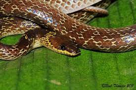Lycodon Capucinus Common Wolf Snake Amphibians Snake Reptiles