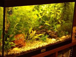 Small Amazon Biotope Juwel Record 60 54 Lt Aquarium Black Neon Aquascape
