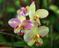 Common Name Spathoglottis Orchid Scientific Name Spathoglottis Description Spathoglottis Orchids Are One Of A Group Of Terrestial Orchids Orquideas Jardim