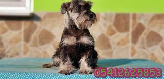 Yavru Minyatur Schnauzer With Images Dogs Animals Cute