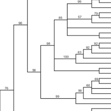 Image result for Erythrocephalum scabrifolium