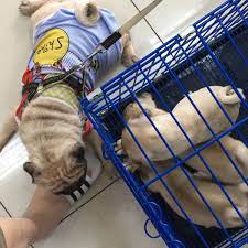 The pet resort assistant has the responsibility of taking care of the everyday needs of the guests in our boarding facilities and possible hospital patients. Animal Care Hospital And Wellness Center