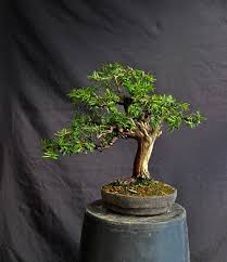 The yew or taxus family, consists of evergreen plants with small needles, colorful bark, excellent survivability under pot culture, good response to wiring, and a durable wood suitable for jin and shari. Working On My Old Yew Shohin Yamadori Named Little Terry The Bonsai Blog Of Hans Van Meer
